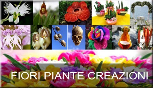 PIANTE FIORI CREAZIONI